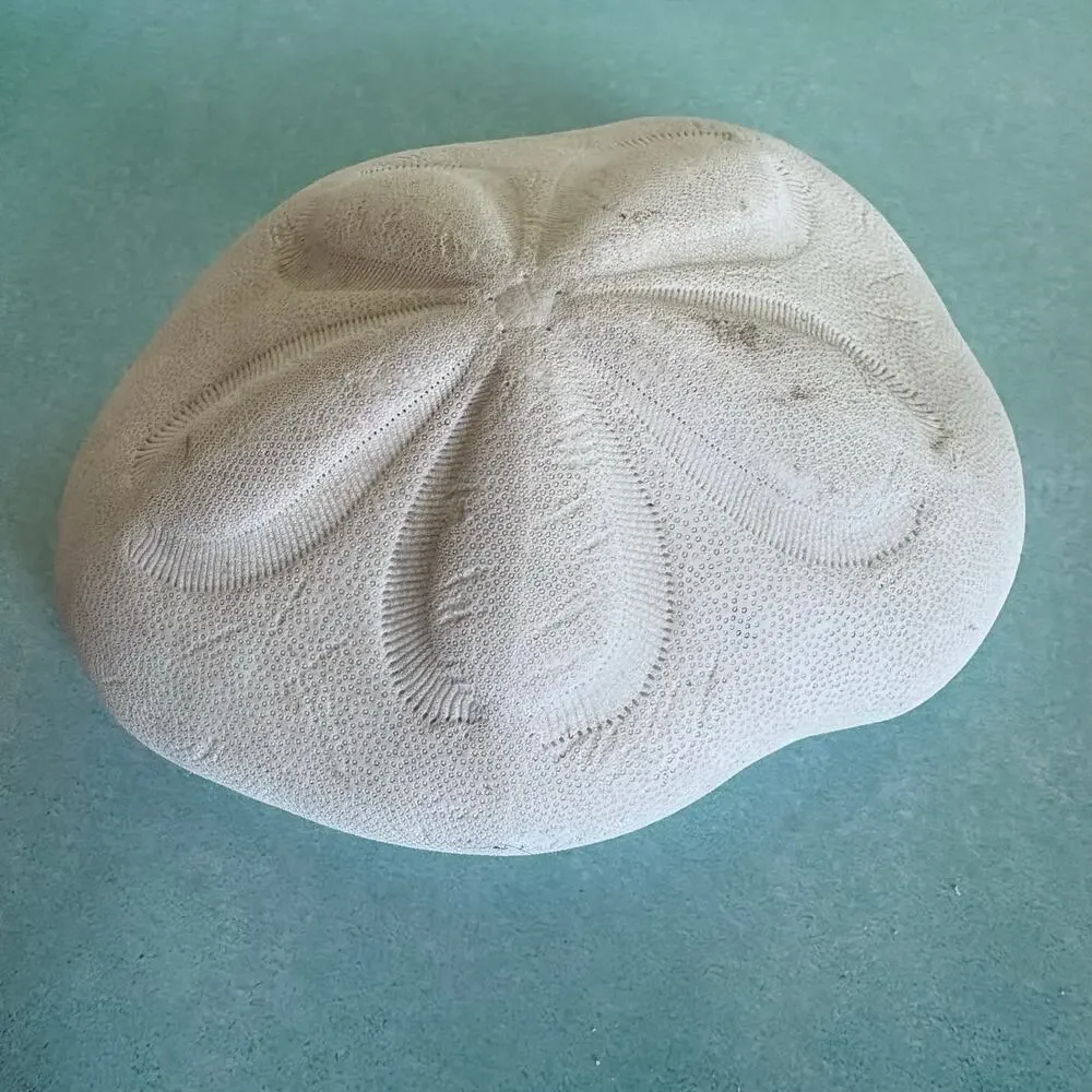 Natural Sea Biscuit Large Beach Shell Coastal Decor 5.5”
